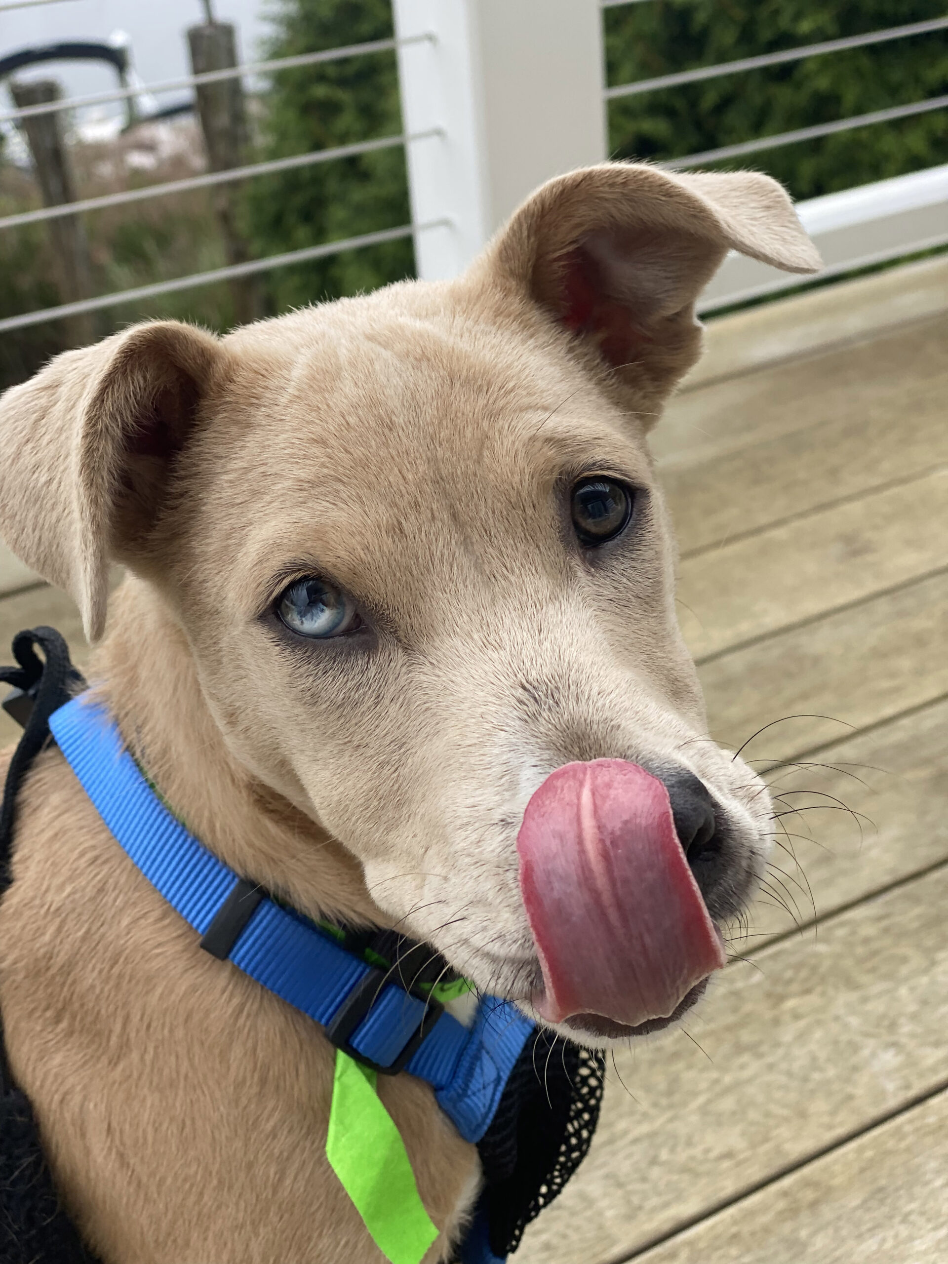 medium sized dog turning forward with its tongue licking its nose