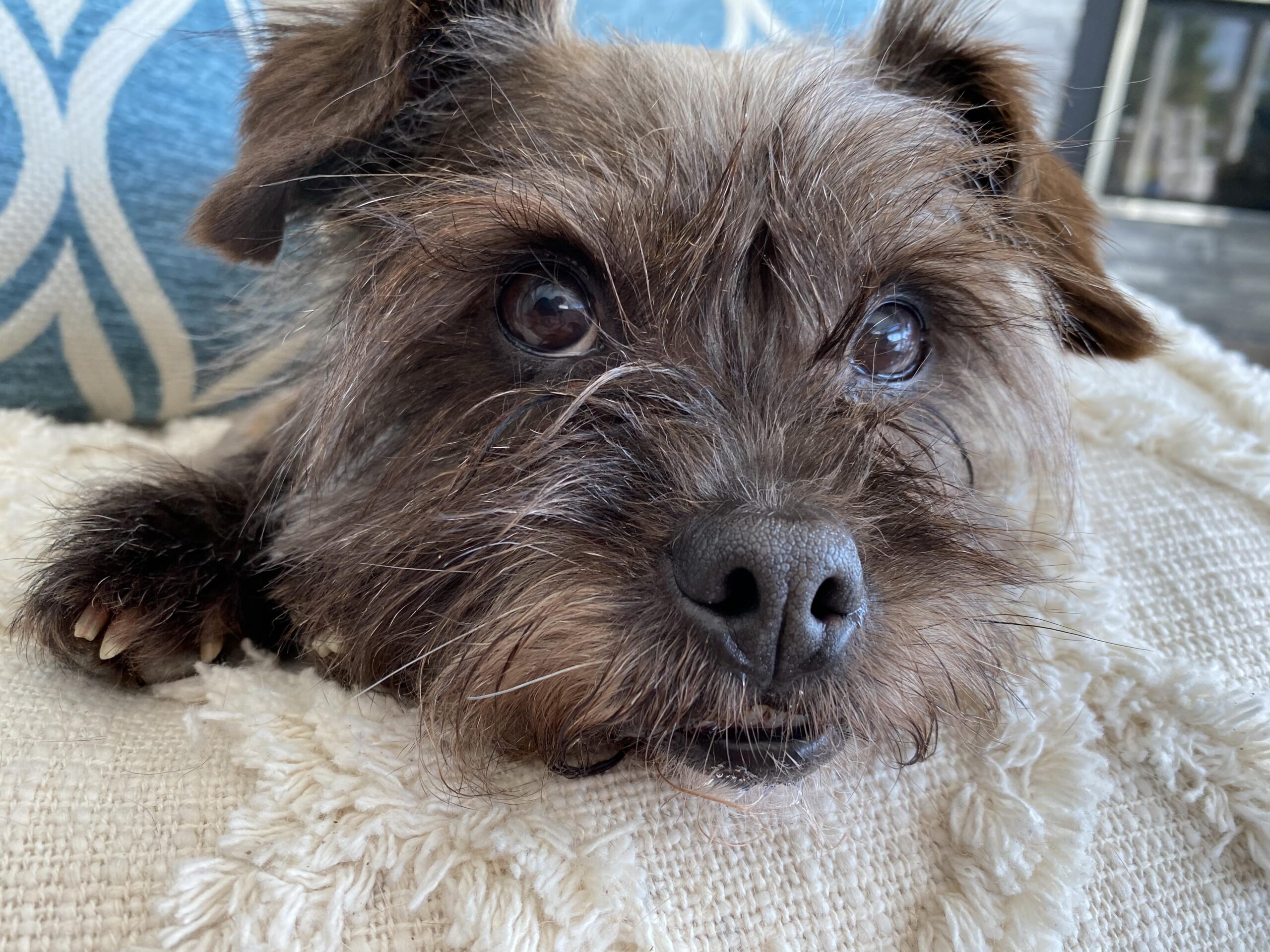 small dog laying on a blanket facing forward