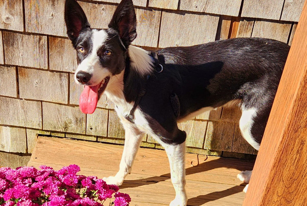 Adoption Application - Friends of Homeless Animals of RI (FOHARI)