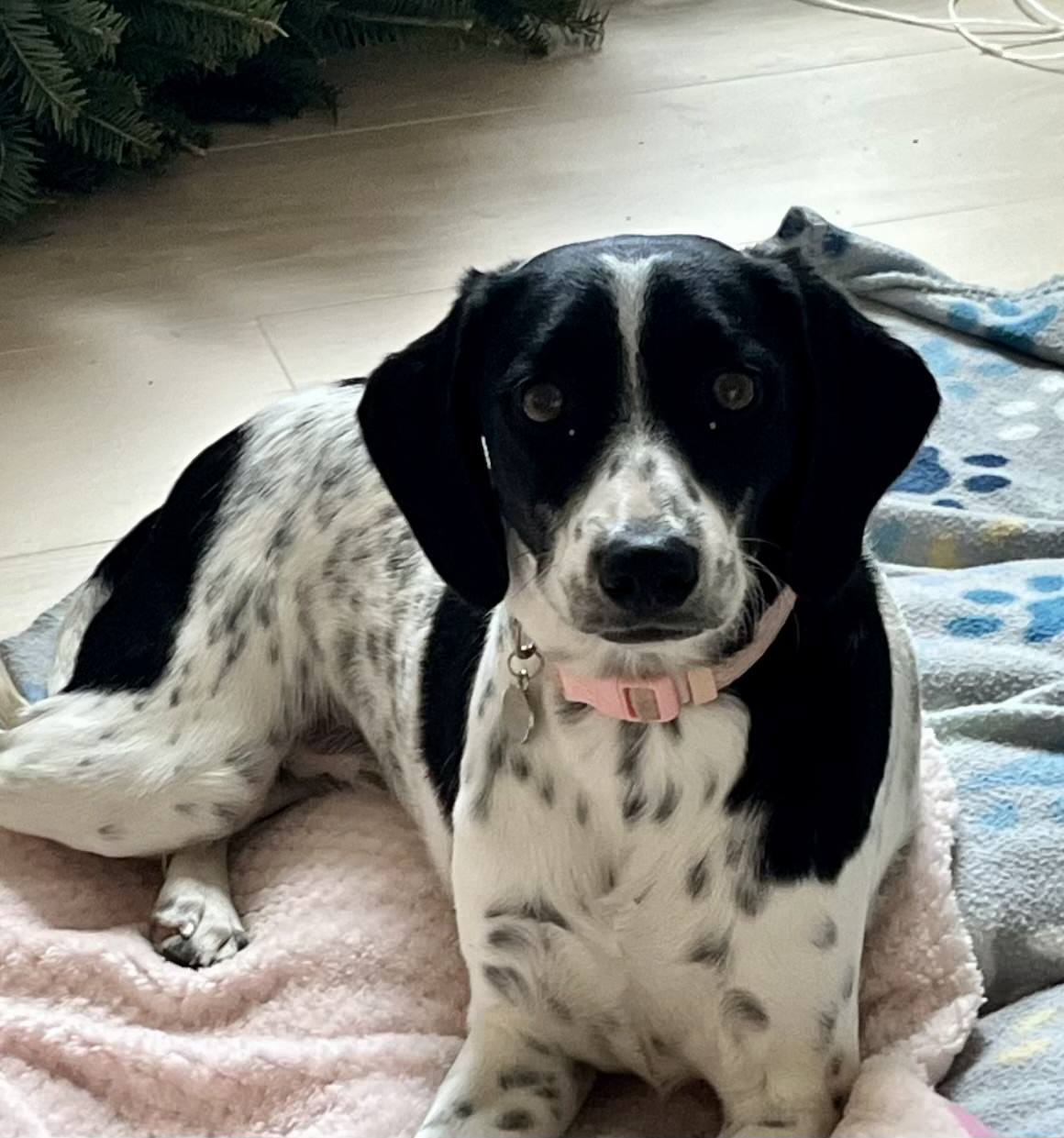 a dog laying down on a blanket facing forward